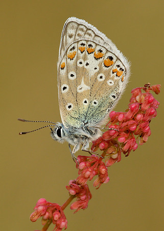 Common Blue Polyommatus icarus