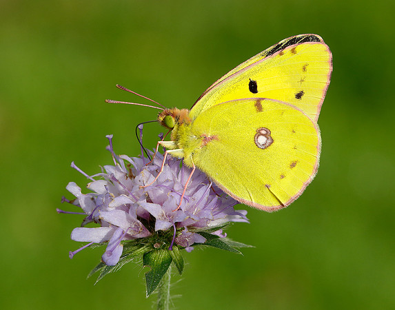 Clouded Yellow Colias croceus
