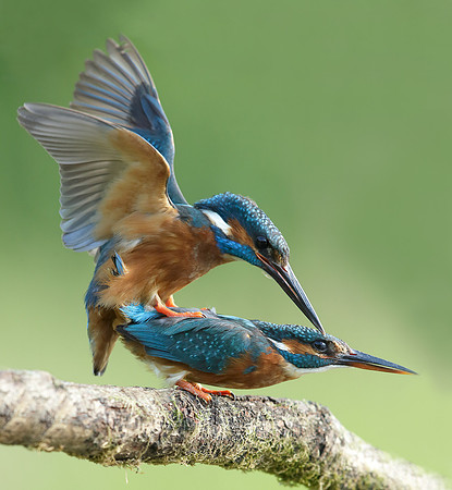 Kingfisher Alcedo atthis