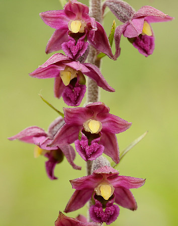 Dark Red Helleborine Epipactis atrorubens