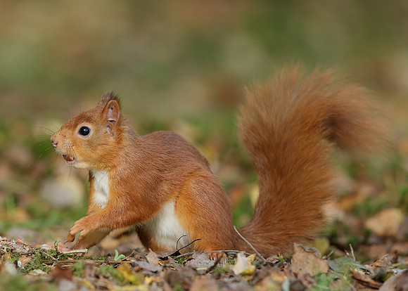 Red Squirrel Sciurus vulgaris