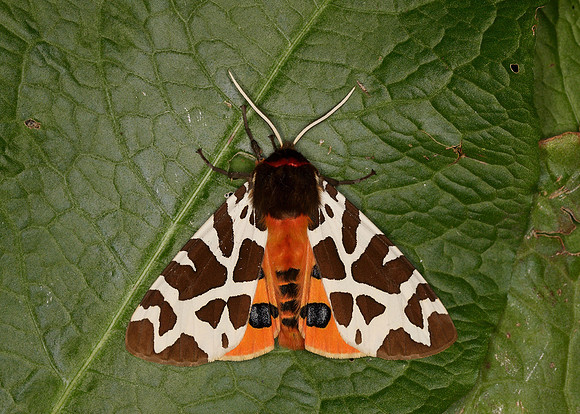 72.026 BF2057 Garden Tiger Arctia caja