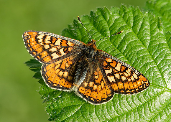 Marsh Fritillary Euphydryas aurinia