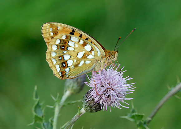 High Brown Fritillary Argynnis adippe