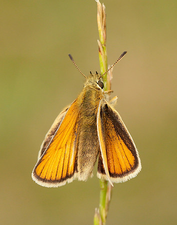 Essex Skipper Thymelicus lineola