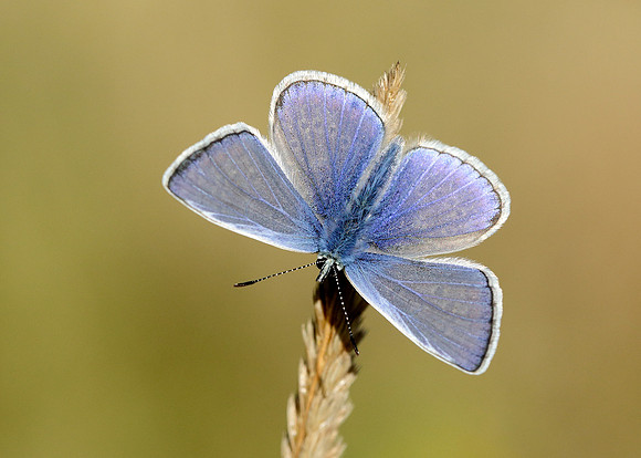 Common Blue Polyommatus icarus