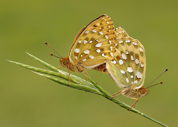 Dark Green Fritillary Argynnis aglaja