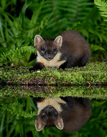 Pine Marten Martes martes