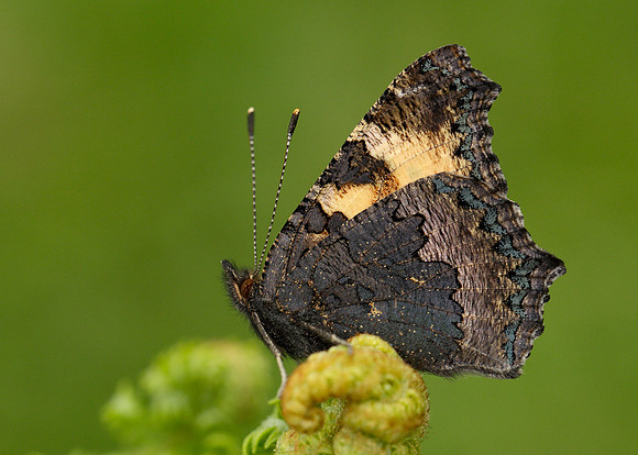 Small Tortoiseshell Aglais urticae