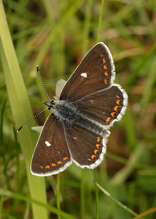 Northern Brown Argus Aricia artaxerxes artaxerxes