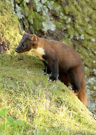 Pine Marten Martes martes