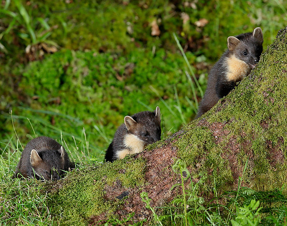 Pine Marten Martes martes