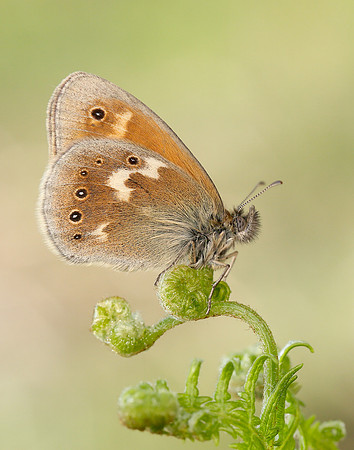 Large Heath Coenonympha tullia polydama