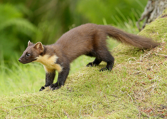 Pine Marten Martes martes