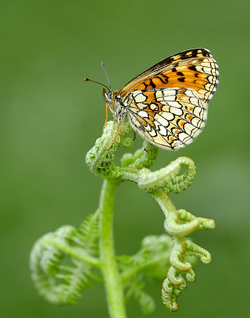 Heath Fritillary Melitaea athalia