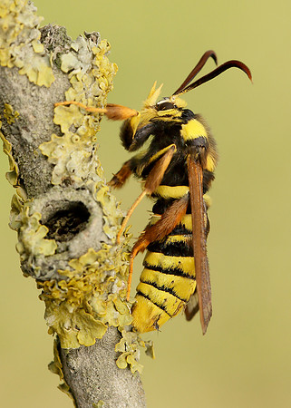 52.002 BF0370 Hornet Moth Sesia apiformis