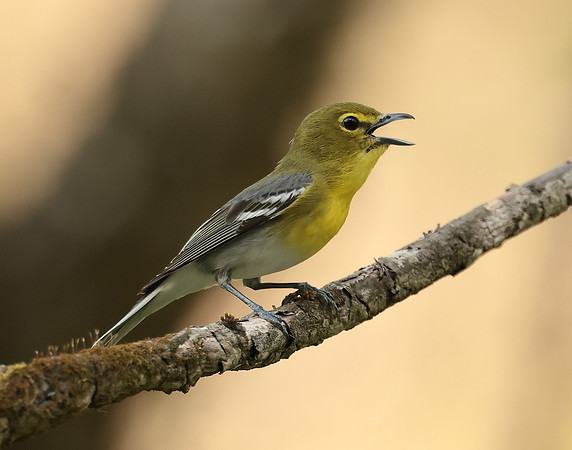 Yellow-throated Vireo Vireo flavifrons