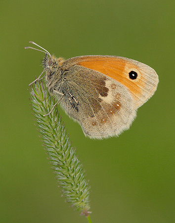 Small Heath Coenonympha pamphilus
