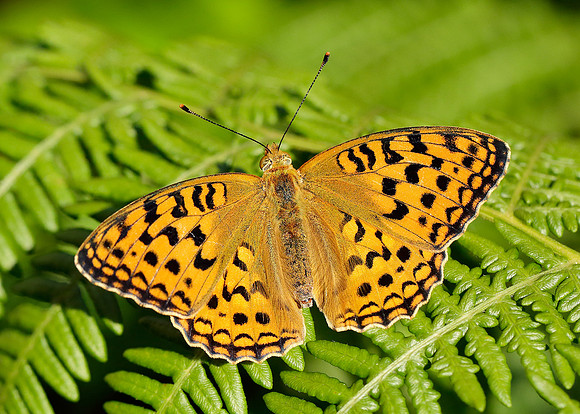High Brown Fritillary Argynnis adippe