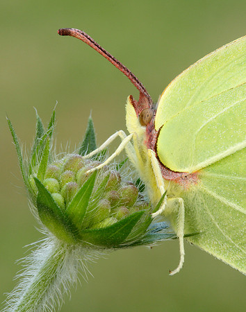 Brimstone Gonepteryx rhamni