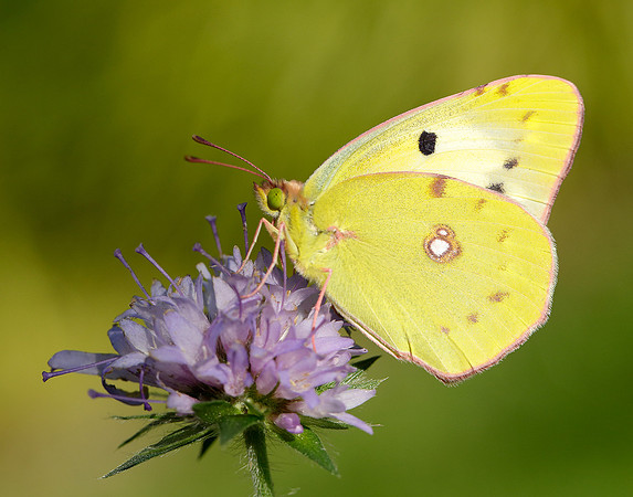 Clouded Yellow Colias croceus