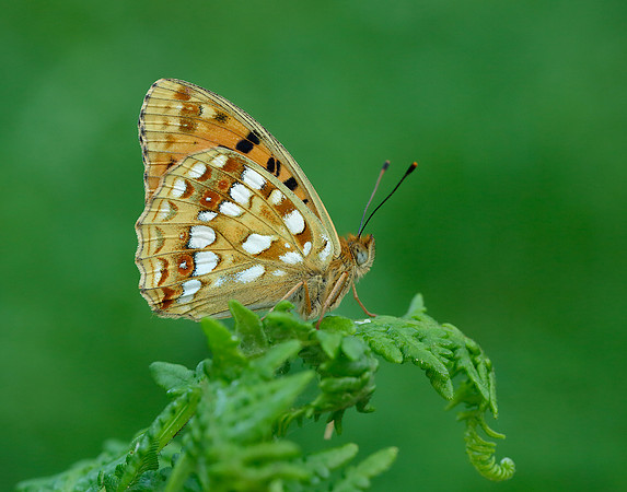 High Brown Fritillary Argynnis adippe