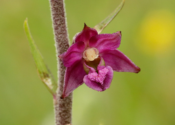 Dark Red Helleborine Epipactis atrorubens