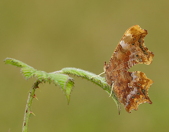 Comma Polygonia c-album