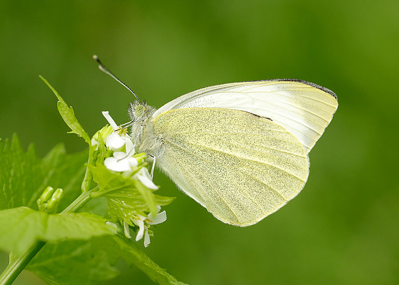 Large White Pieris brassicae
