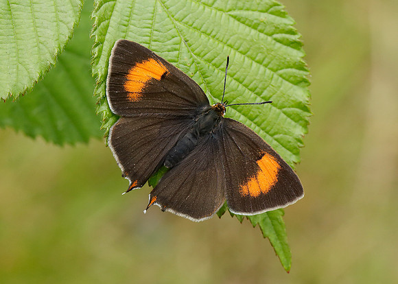 Brown Hairstreak Thecla betulae