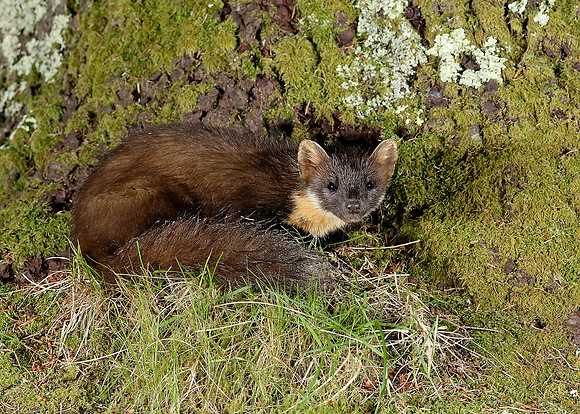 Pine Marten Martes martes