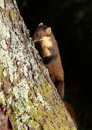 Pine Marten Martes martes