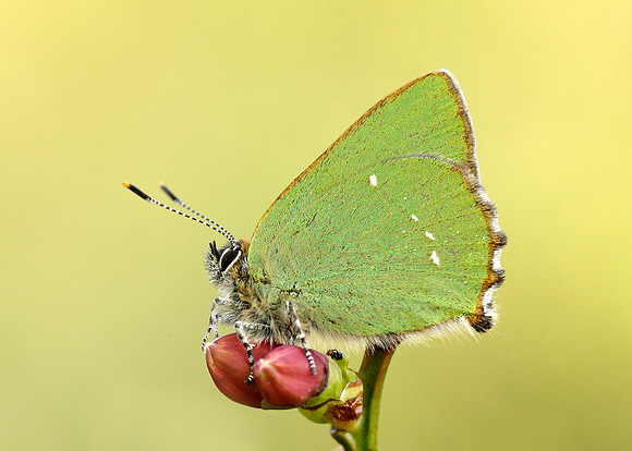 Green Hairstreak Callophrys rubi