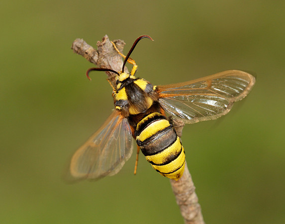 52.002 BF0370 Hornet Moth Sesia apiformis