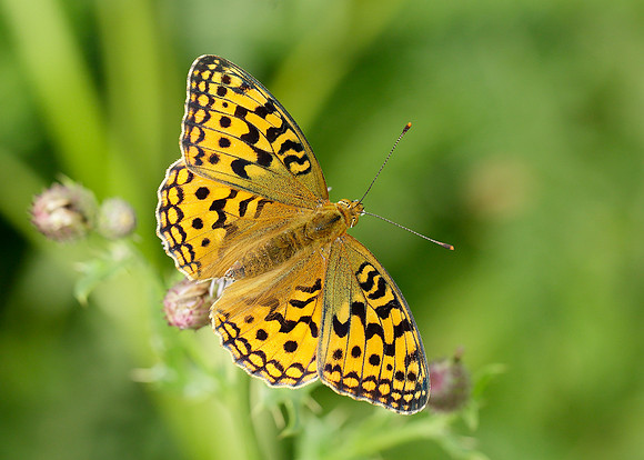 High Brown Fritillary Argynnis adippe