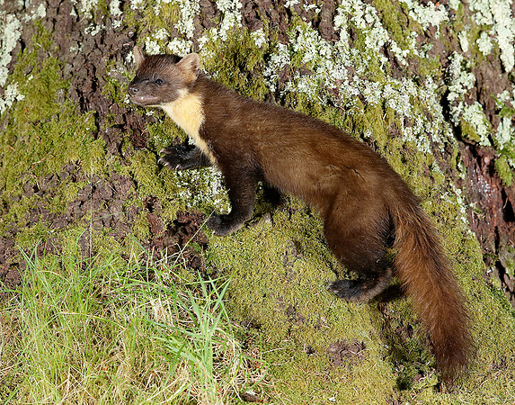 Pine Marten Martes martes