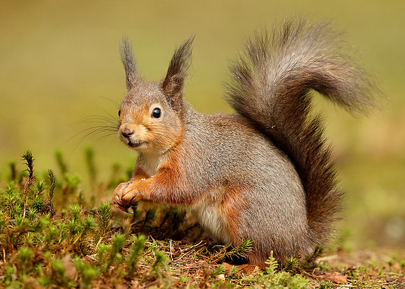 Red Squirrel Sciurus vulgaris