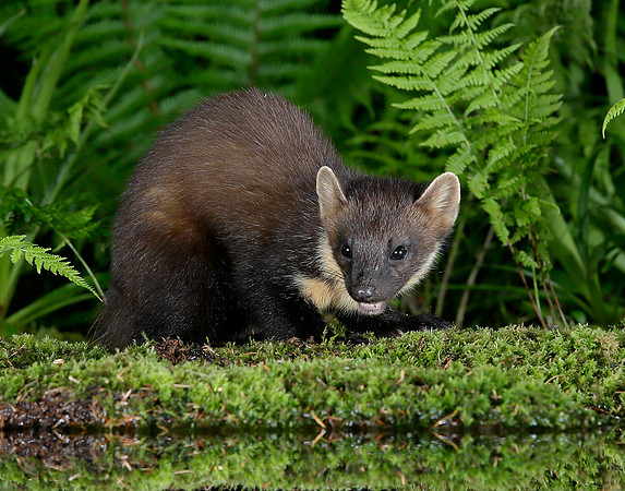 Pine Marten Martes martes