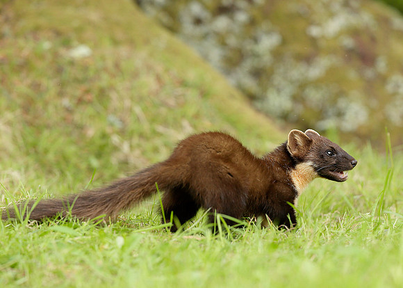 Pine Marten Martes martes