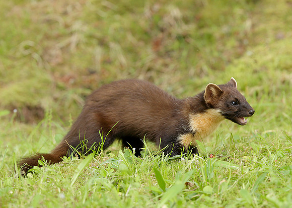 Pine Marten Martes martes