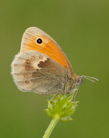 Small Heath Coenonympha pamphilus