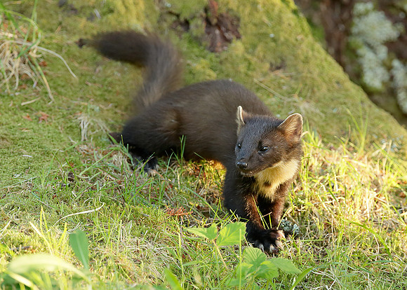 Pine Marten Martes martes