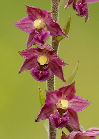 Dark Red Helleborine Epipactis atrorubens