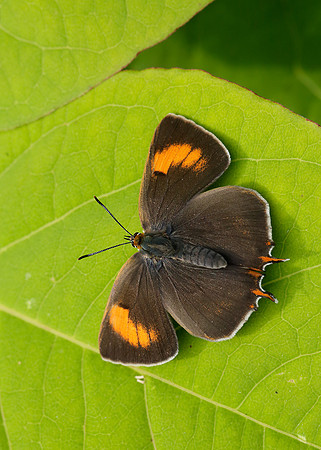 Brown Hairstreak Thecla betulae