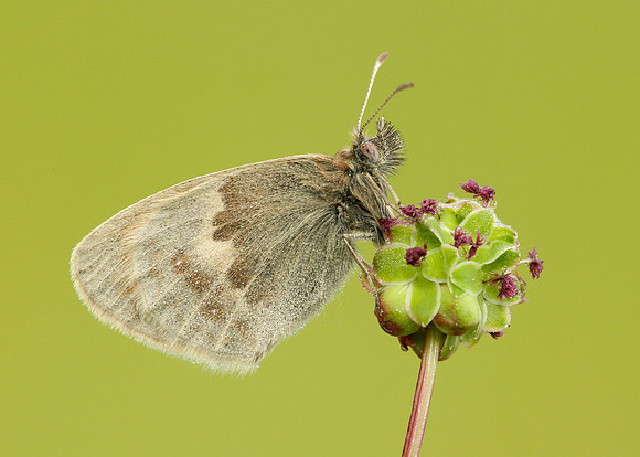 Small Heath Coenonympha pamphilus