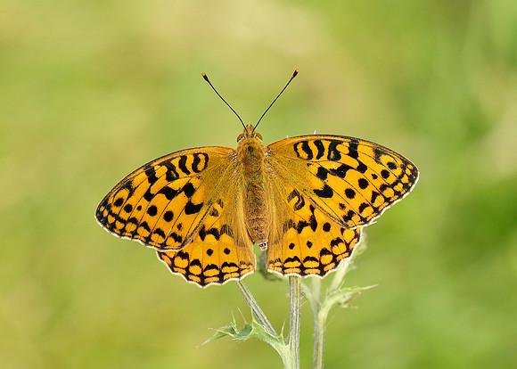 High Brown Fritillary Argynnis adippe