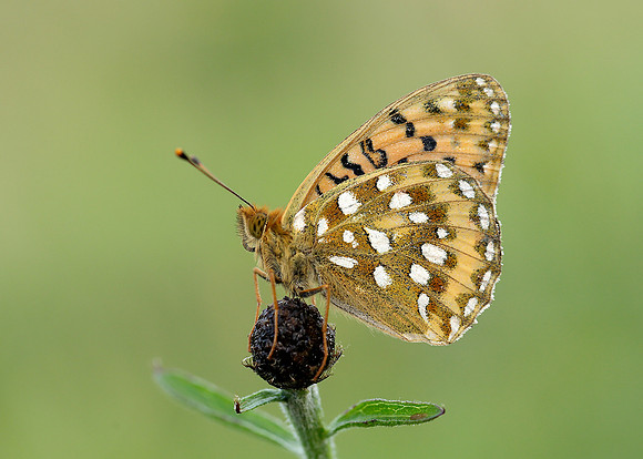 Dark Green Fritillary Argynnis aglaja