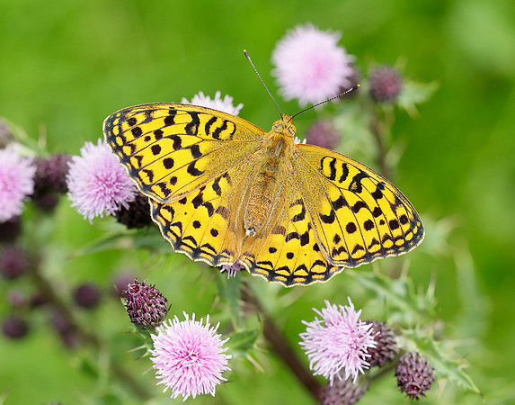 High Brown Fritillary Argynnis adippe