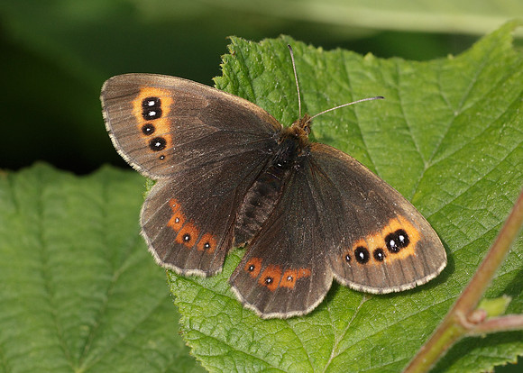 Scotch Argus Erebia aethiops