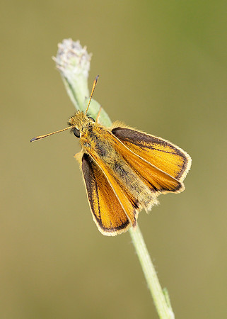Essex Skipper Thymelicus lineola